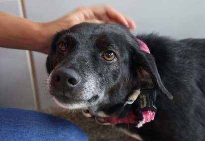 Batizado de Projeto Bob Coveiro, o texto foi inspirado na história de um cachorro que viveu por dez anos em um cemitério e foi enterrado junto de sua tutora (imagem meramente ilustrativa) -  (crédito:  Bruna Gaston CB/DA Press) -Batizado de Projeto Bob Coveiro, o texto foi inspirado na história de um cachorro que viveu por dez anos em um cemitério e foi enterrado junto de sua tutora (imagem meramente ilustrativa) -  (crédito:  Bruna Gaston CB/DA Press)