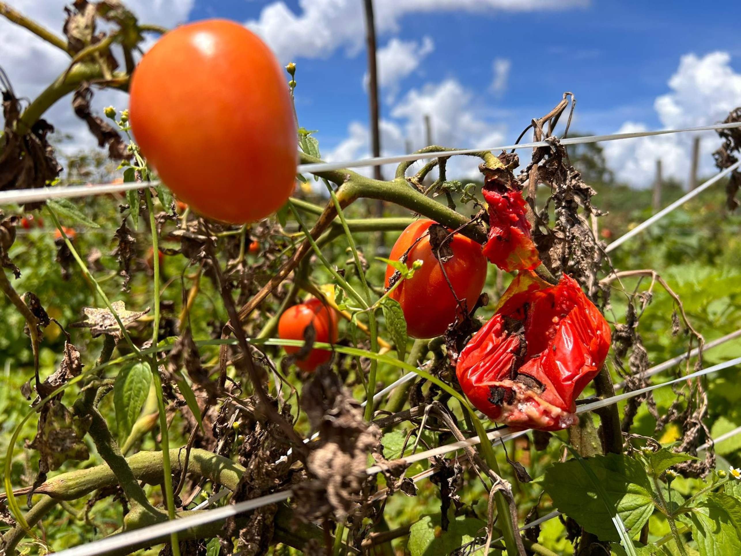 Planta&ccedil;&atilde;o de tomate perdida devido a chuvas de janeiro. 