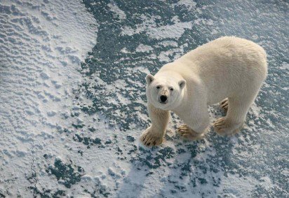 Os pesquisadores pesaram, mediram e a avaliaram a condição corporal de 770 ursos polares  -  (crédito: Jon Aars / Instituto Polar Norueguês) -Os pesquisadores pesaram, mediram e a avaliaram a condição corporal de 770 ursos polares  -  (crédito: Jon Aars / Instituto Polar Norueguês)