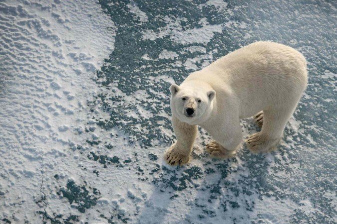 Os pesquisadores pesaram, mediram e a avaliaram a condição corporal de 770 ursos polares - (crédito: Jon Aars / Instituto Polar Norueguês) Os pesquisadores pesaram, mediram e a avaliaram a condição corporal de 770 ursos polares - (crédito: Jon Aars / Instituto Polar Norueguês)