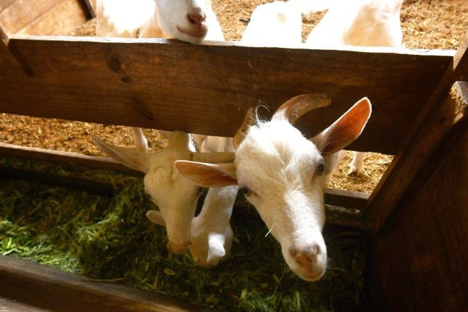  27.01.2026 Ed Alves CB/DA Press. Cidades - Turismo Rural - Cabrissima. 