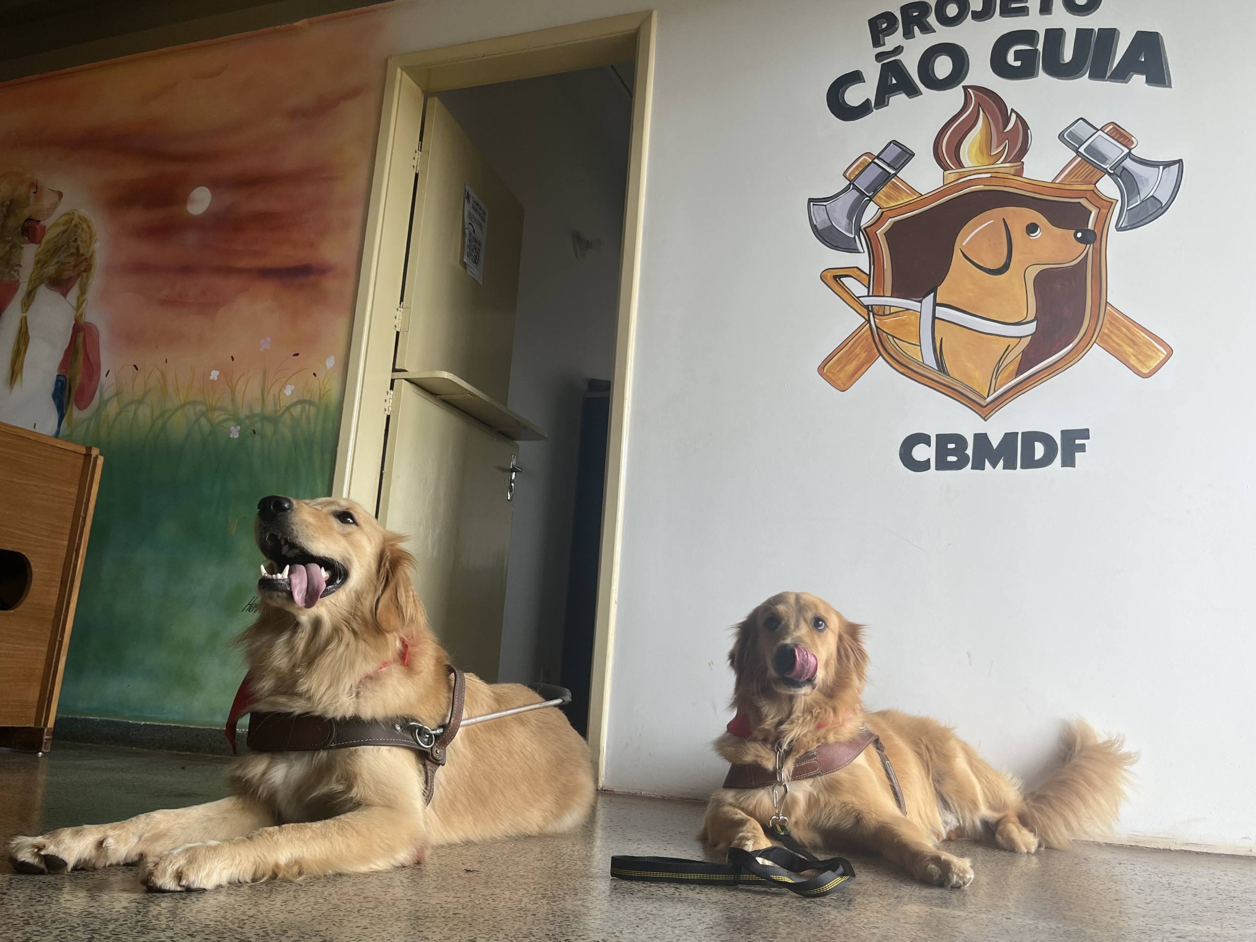 C&atilde;es s&atilde;o treinados no Projeto C&atilde;o-Guia do CBMDF