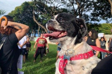Manifestantes de diferentes estados brasileiros foram &agrave;s ruas na tarde deste s&aacute;bado (31) para cobrar justi&ccedil;a pela morte do c&atilde;o Orelha, em Florian&oacute;polis (SC)
