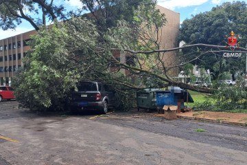 Registros incluem queda de árvores e de um poste de iluminação - (crédito: CBMDF/Divulgação) Registros incluem queda de árvores e de um poste de iluminação - (crédito: CBMDF/Divulgação)