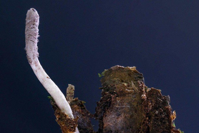 Um pequeno aparelho chamado Oxford Nanopore permite fazer o sequenciamento genético no próprio campo de pesquisa - (crédito: Bloomberg via Getty Images) Um pequeno aparelho chamado Oxford Nanopore permite fazer o sequenciamento genético no próprio campo de pesquisa - (crédito: Bloomberg via Getty Images)