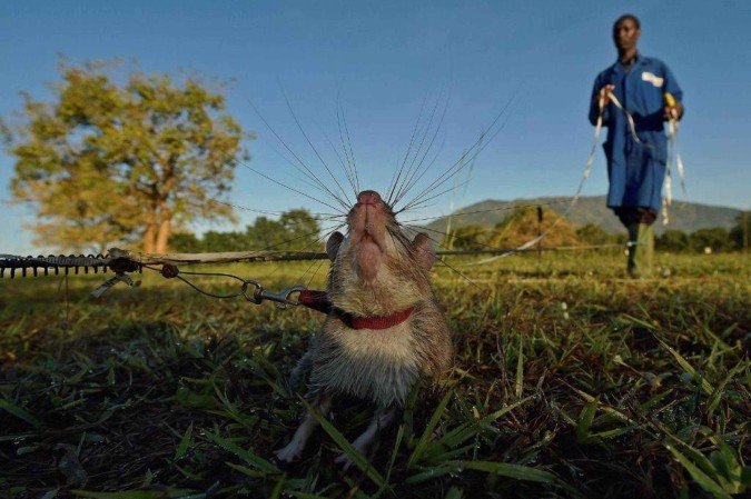 Seus corpos longos e esguios e sua natureza curiosa permitem que eles entrem em buracos e túneis, algo que humanos e muitos cães não conseguem fazer bem - (crédito: Getty Images) Seus corpos longos e esguios e sua natureza curiosa permitem que eles entrem em buracos e túneis, algo que humanos e muitos cães não conseguem fazer bem - (crédito: Getty Images)