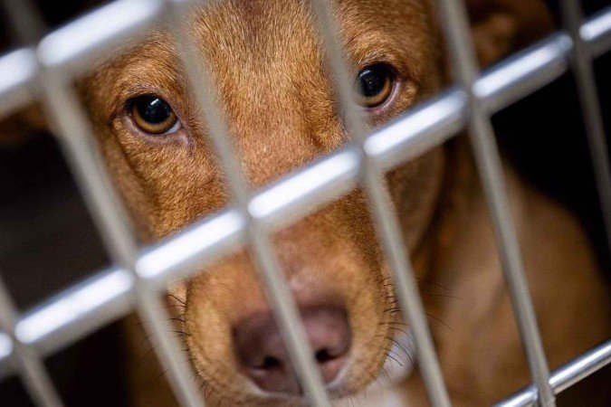 A delegada Lisandrea Salvariego monoitora comunidades de zoossadismo na internet - (crédito: Polícia Civil de São Paulo) A delegada Lisandrea Salvariego monoitora comunidades de zoossadismo na internet - (crédito: Polícia Civil de São Paulo)