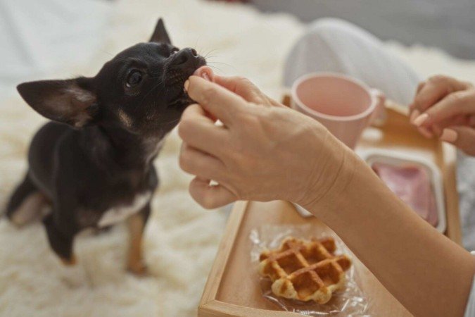 Além de conter substâncias tóxicas, a comida do tutor raramente atende às necessidades nutricionais dos pets (Imagem: Krakenimages.com | Shutterstock) -  (crédito: EdiCase)