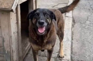 O laudo técnico não identificou fraturas nos ossos do animal - (crédito: Divulgação/redes sociais) O laudo técnico não identificou fraturas nos ossos do animal - (crédito: Divulgação/redes sociais)