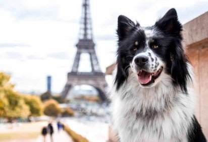 Para quem gosta de viajar, conhecer novas culturas ou sonha em explorar o mundo, nomes inspirados em lugares são uma forma criativa de unir essa paixão ao dia a dia com o pet (Imagem: MHFotografie | Shutterstock) -  (crédito: EdiCase) -Para quem gosta de viajar, conhecer novas culturas ou sonha em explorar o mundo, nomes inspirados em lugares são uma forma criativa de unir essa paixão ao dia a dia com o pet (Imagem: MHFotografie | Shutterstock) -  (crédito: EdiCase)