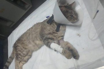 Animal está com dor e bastante debilitado. Em uma consulta prévia, constatou-se que se trata de uma lesão grave -  (crédito: Arquivo pessoal)