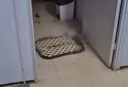 Bueiro transborda e alaga corredores do HRT após fortes chuvas -  (crédito: Cedido ao Correio) -Bueiro transborda e alaga corredores do HRT após fortes chuvas -  (crédito: Cedido ao Correio)