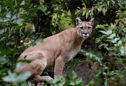 O puma chama atenção por sua combinação de força e agilidade (Imagem: Evgeniyqw | Shutterstock)  -  (crédito: EdiCase) -O puma chama atenção por sua combinação de força e agilidade (Imagem: Evgeniyqw | Shutterstock)  -  (crédito: EdiCase)
