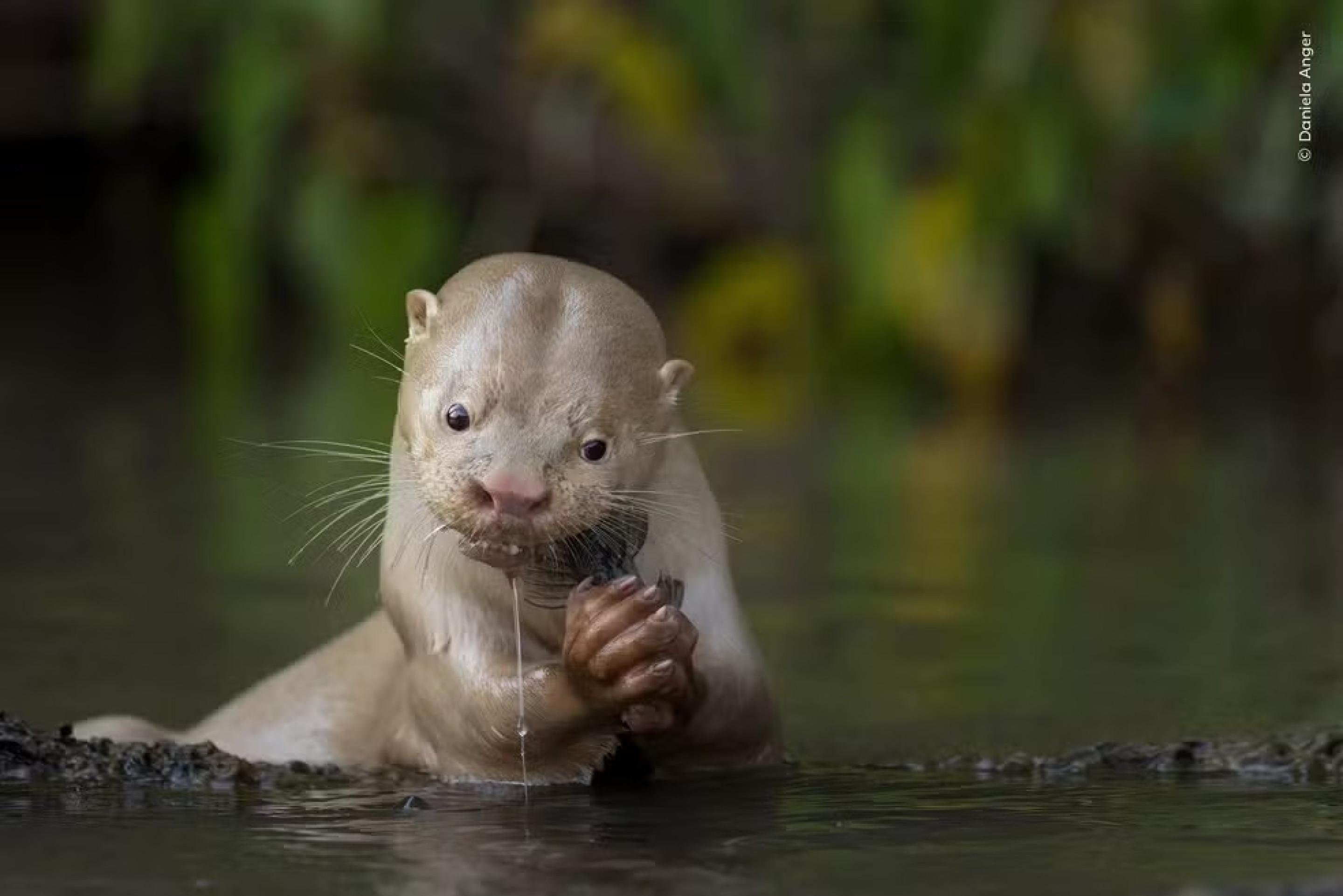 Uma lontra leuc&iacute;stica se alimenta de um bagre em Mato Grosso do Sul, Brasil. O leucismo &eacute; a falta de melanina, o que resulta em pelos p&aacute;lidos ou brancos. Animais com essa condi&ccedil;&atilde;o podem ser mais vulner&aacute;veis porque n&atilde;o possuem sua camuflagem normal