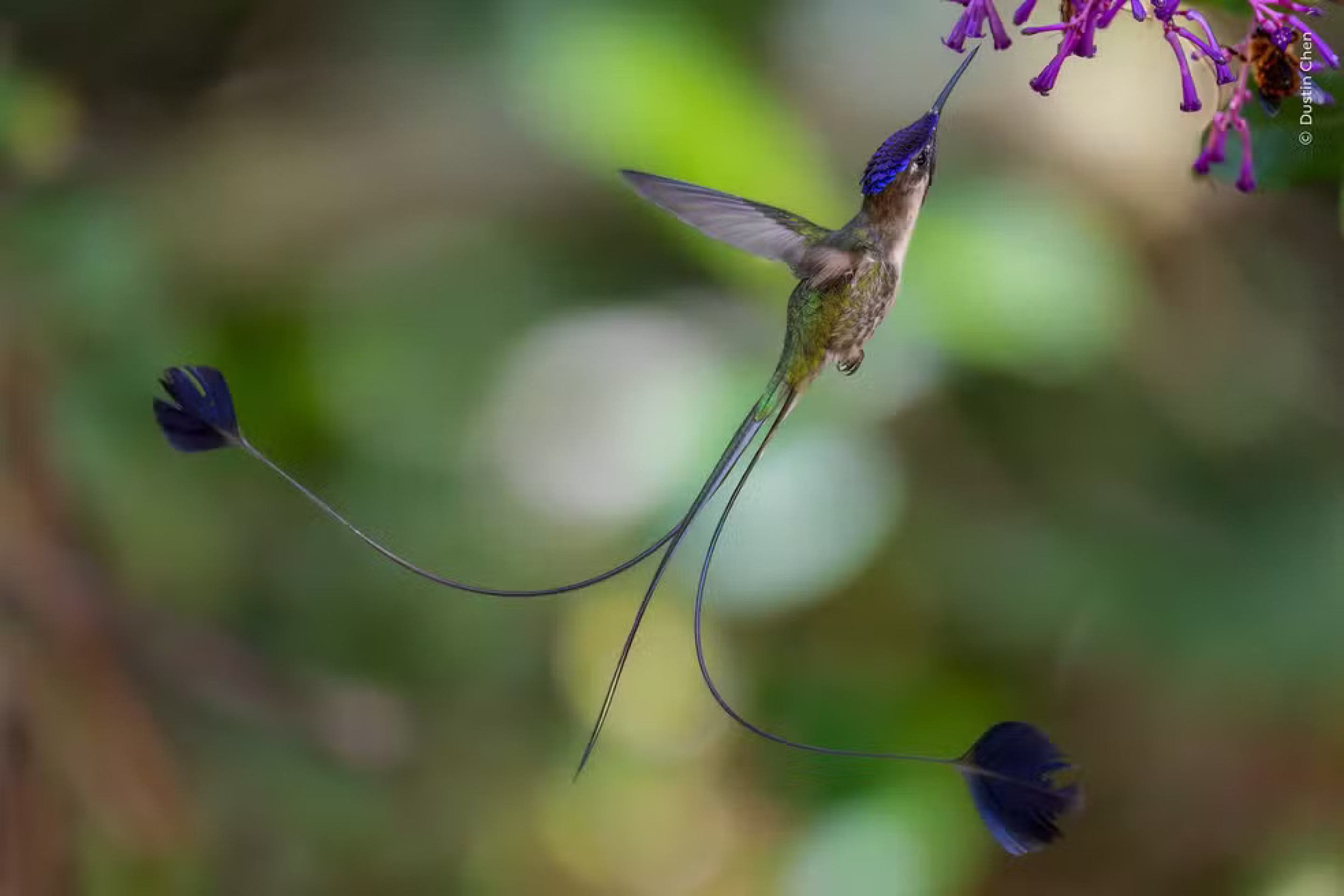 Um macho de beija-flor-maravilhoso exibe sua longa cauda enquanto se alimenta de flores.