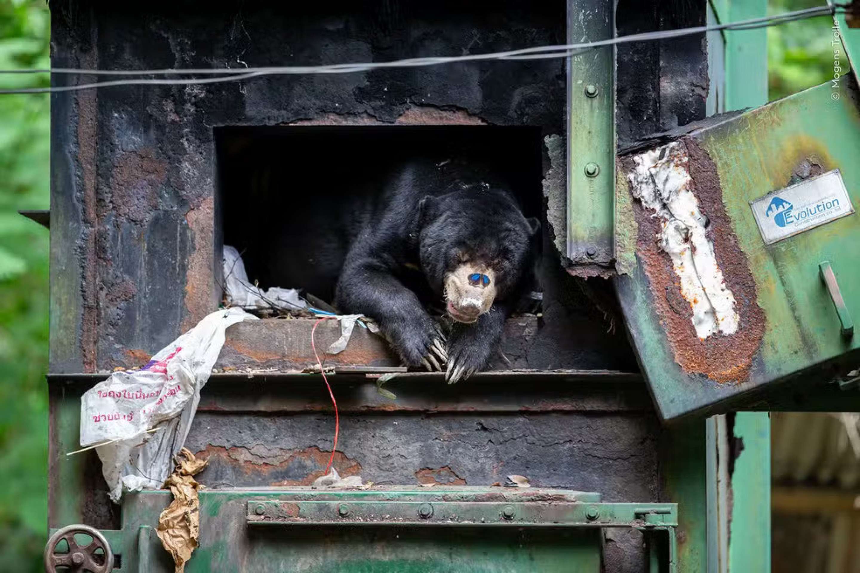 Um urso-do-sol se protege da chuva dentro de uma fornalha enquanto uma borboleta pousa em seu focinho