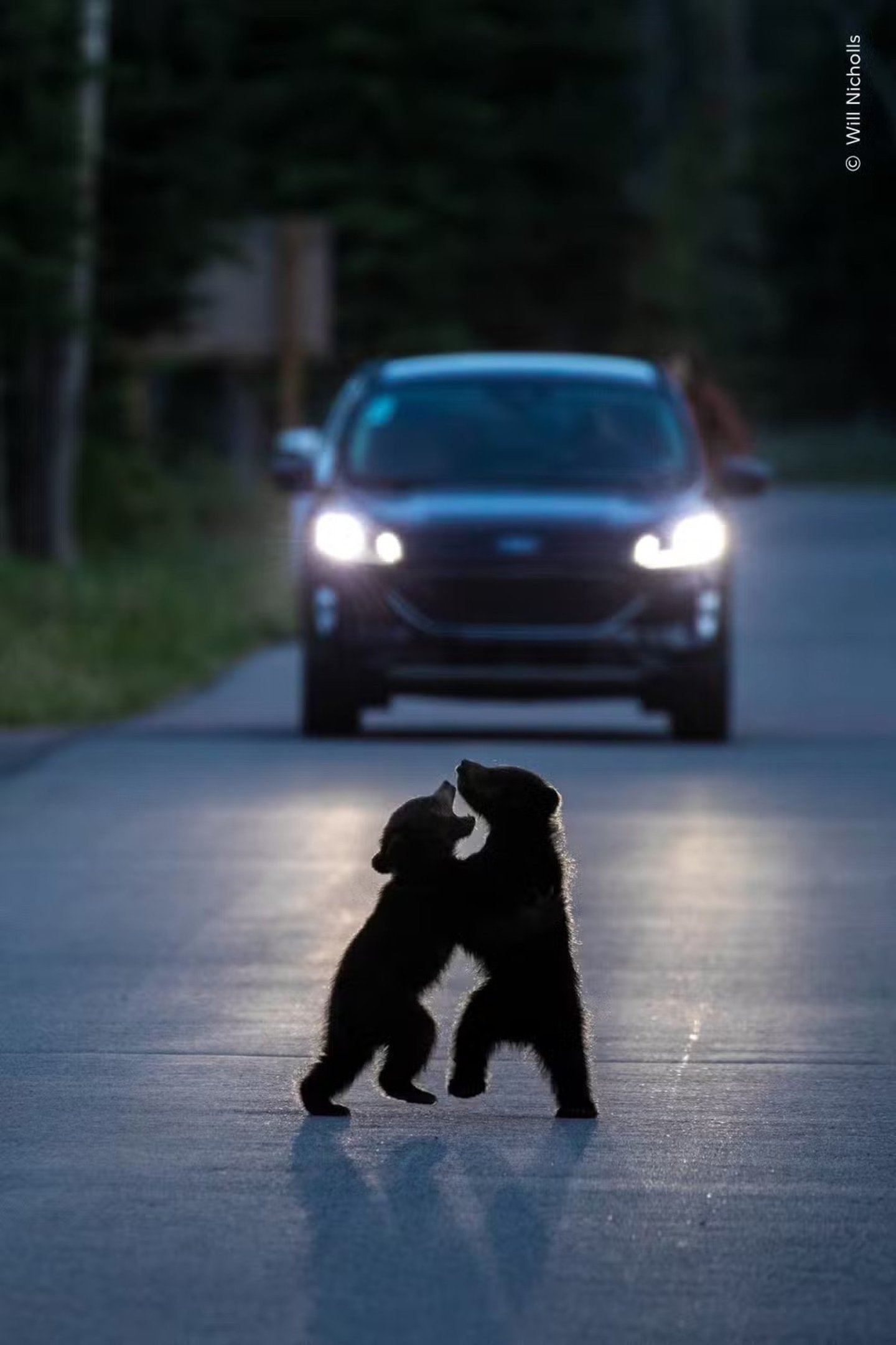 Um par de filhotes de urso brinca de lutar no meio de uma estrada tranquila no Parque Nacional de Jasper, no Canad&aacute;