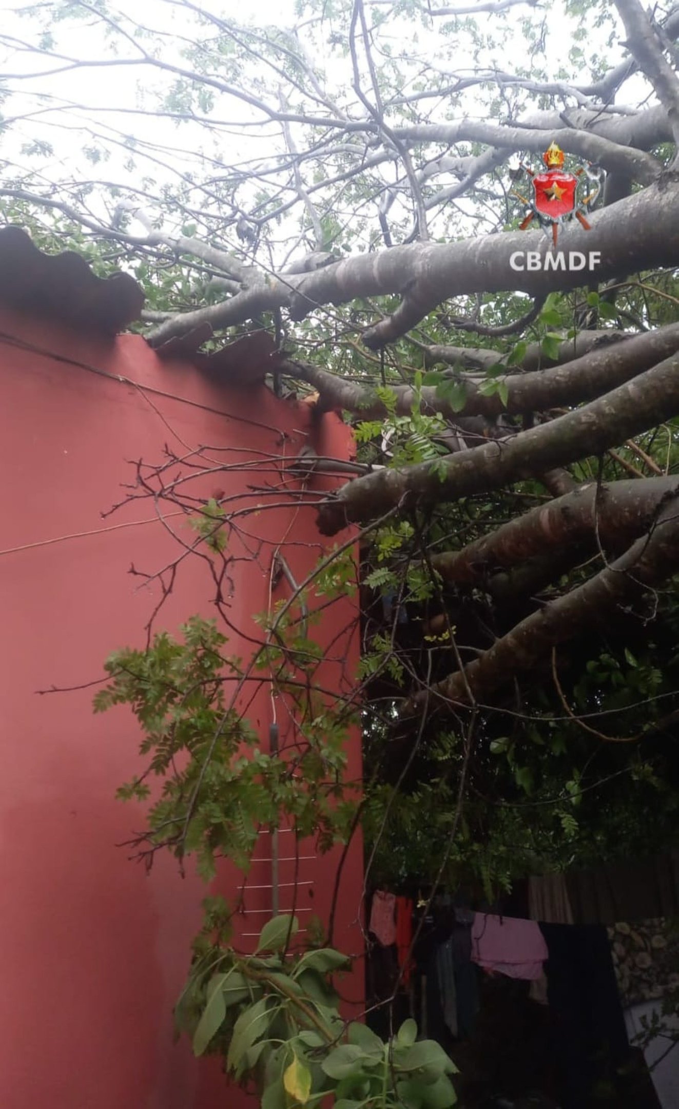 No Jardim Bot&acirc;nico, queda de &aacute;rvore atinge uma casa