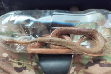 Cobra é encontrada em área externa do Hospital da Asa Norte
 -  (crédito: PMDF/Divulgação)