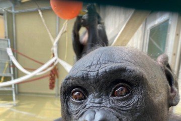 Kanzi, um bonobo de 43 anos que participou do estudo da Ape Initiative