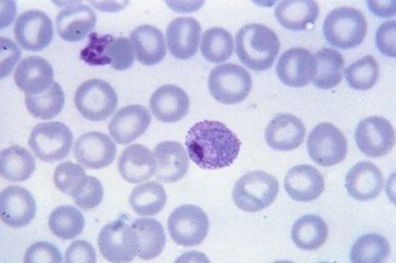 Verificações no sangue de pacientes infectados mostram que a molécula inibe a formação do parasita em estágios que ocorrem dentro do mosquito vetor; dessa forma, mesmo que o inseto pique um humano infectado mas tratado com o composto, ele não consegue transmitir o parasita para outra pessoa  -  (crédito: Steven Glenn-CDC/Wikimedia Commons)