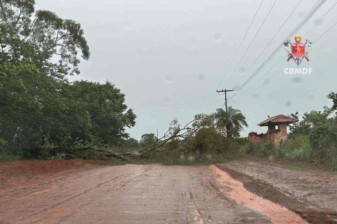 Chuvas derrubam árvores em três regiões do DF
