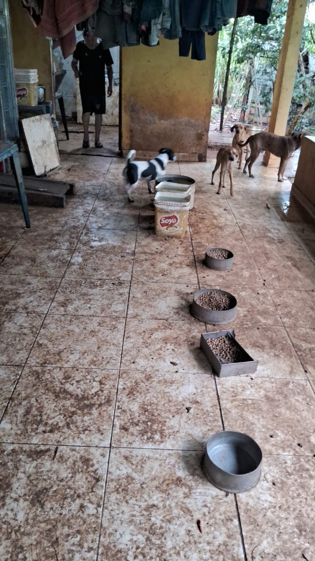 BPRURAL encontrou 22 c&atilde;es, sem ferimentos graves, com acesso a ra&ccedil;&atilde;o e &aacute;gua 