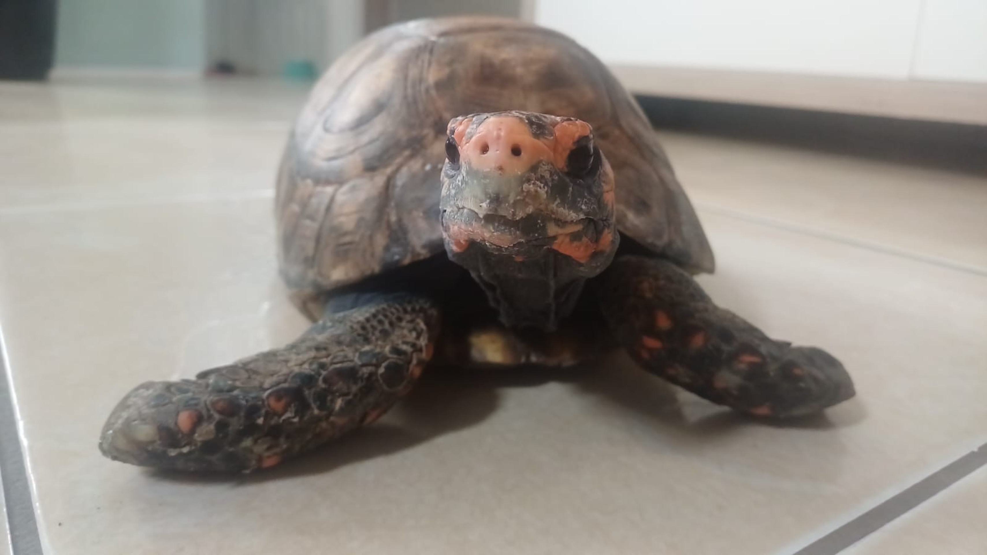 Jabuti de Gabriel Nascimento