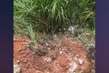 Equipes da Polícia Civil de Minas Gerais (PCMG) e do Corpo de Bombeiros Militar de Minas Gerais foram chamadas ao imóvel e, juntamente com os militares, localizaram o cadáver em uma cova rasa -  (crédito: TV Alterosa/Reprodu&ccedil;&atilde;o)