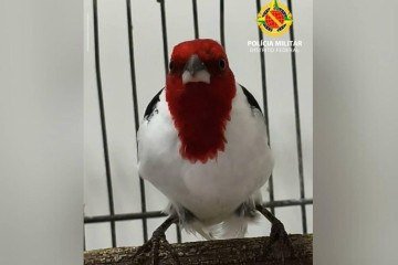 Aves silvestres s&atilde;o resgatadas de cativeiro ilegal em Sobradinho II