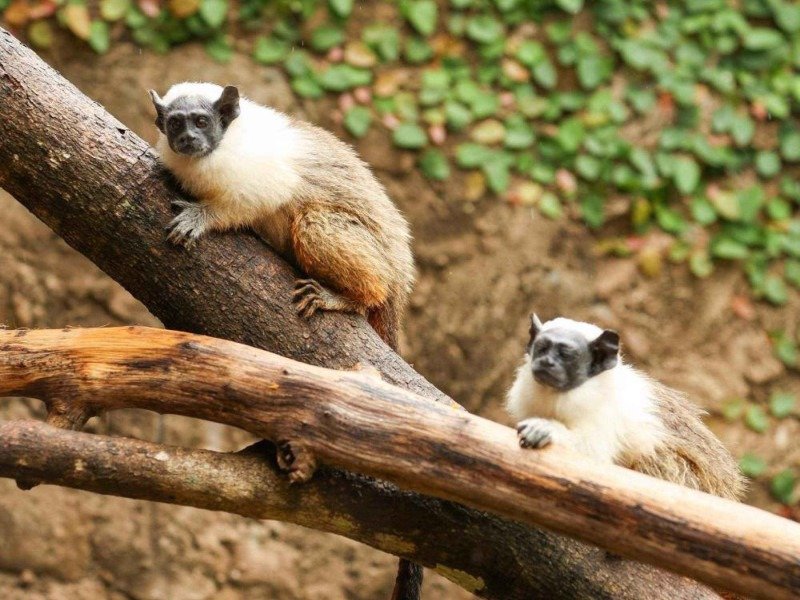 Os filhotes nasceram em setembro de 2025, resultado de um manejo reprodutivo cuidadoso realizado pela equipe técnica do Zoológico de Brasília  -  (crédito:  | Foto: Divulgação/Zoológico de Brasília )