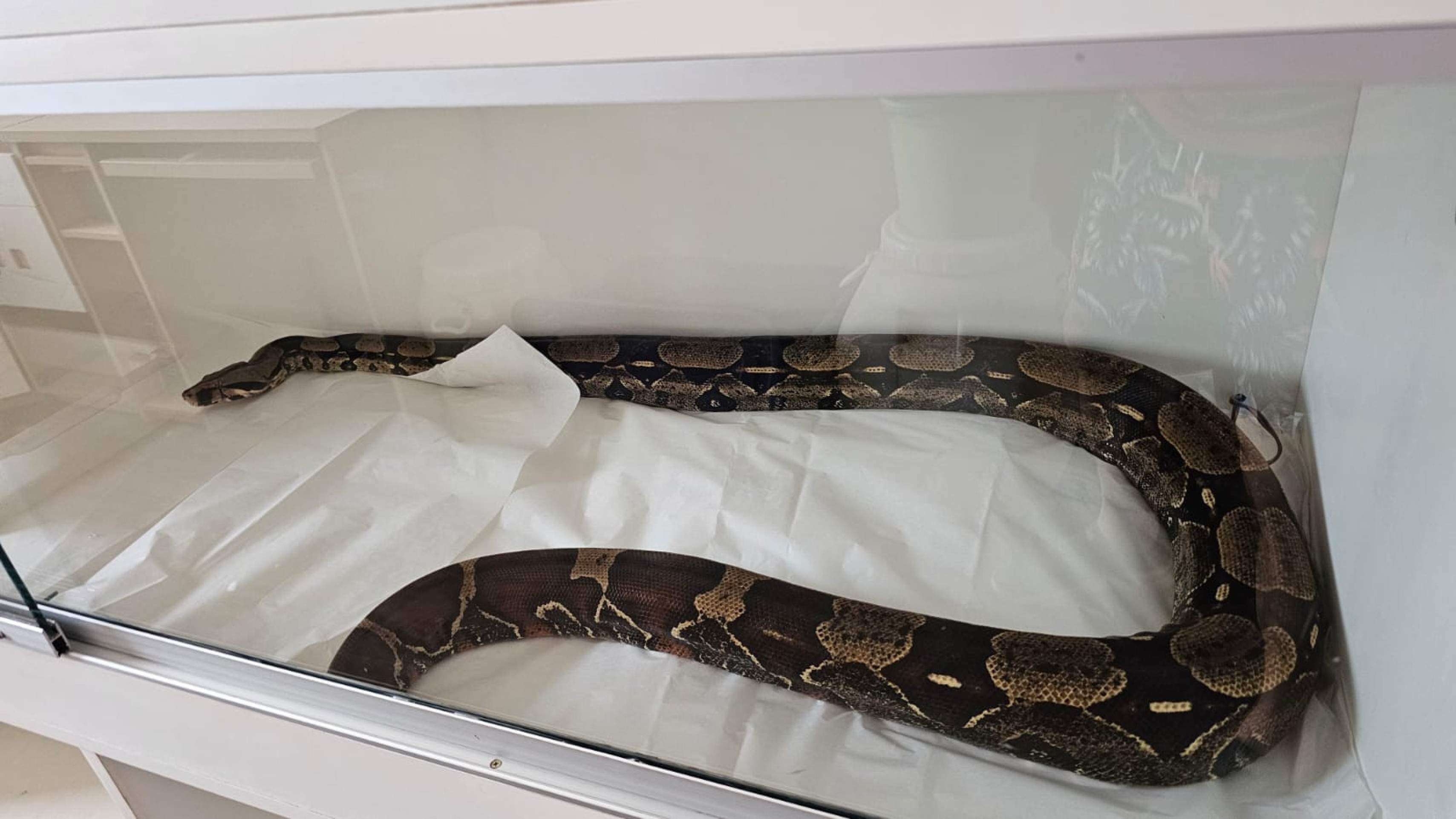 Cobra de Francisco Rutieres