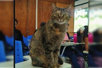 Paula Freire é a gata aluna da Faculdade de Educação -  (crédito: Instagram/Gatinhos da UnB)