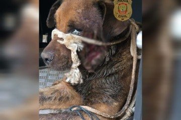 Cão é resgatado em estado crítico e responsável é presa por maus-tratos
 -  (crédito: PCDF/Divulgação)