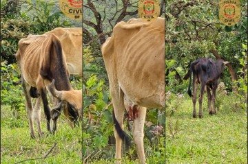 PCDF investiga maus-tratos a bovinos encontrados em situação extrema em Brazlândia
 -  (crédito: PCDF/Divulgação)