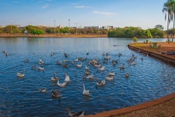 Homem é detido com casal de gansos levados da Lagoa dos Patos no Parque da Cidade -  (crédito: Edmundo Ribeiro/SEL/Agência Brasília)