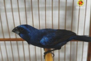 Ave rara é apreendida pela PMDF no Recanto das Emas -  (crédito: PMDF/Divulgação)