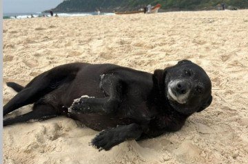 Pretinha morreu na noite de segunda-feira -  (crédito: reprodução/instagram )