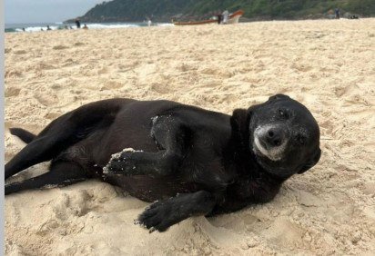 Pretinha morreu na noite de segunda-feira -  (crédito: reprodução/instagram ) -Pretinha morreu na noite de segunda-feira -  (crédito: reprodução/instagram )