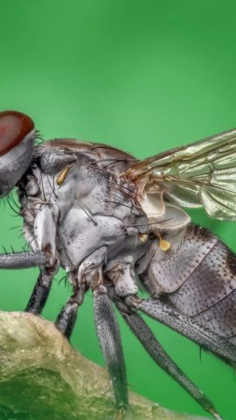 <p>MOSCAS – Há insetos que recorrem à bebida quando rejeitados no acasalamento. Testes mostraram que machos de moscas não acasalados tinham nÃveis baixos da substância quÃmica neuropeptÃdeo F, e recorreram ao álcool para aumentar sua satisfação.</p>
- (crédito: Ronny Overhate por Pixabay
) <p>MOSCAS – Há insetos que recorrem à bebida quando rejeitados no acasalamento. Testes mostraram que machos de moscas não acasalados tinham nÃveis baixos da substância quÃmica neuropeptÃdeo F, e recorreram ao álcool para aumentar sua satisfação.</p>
- (crédito: Ronny Overhate por Pixabay
)