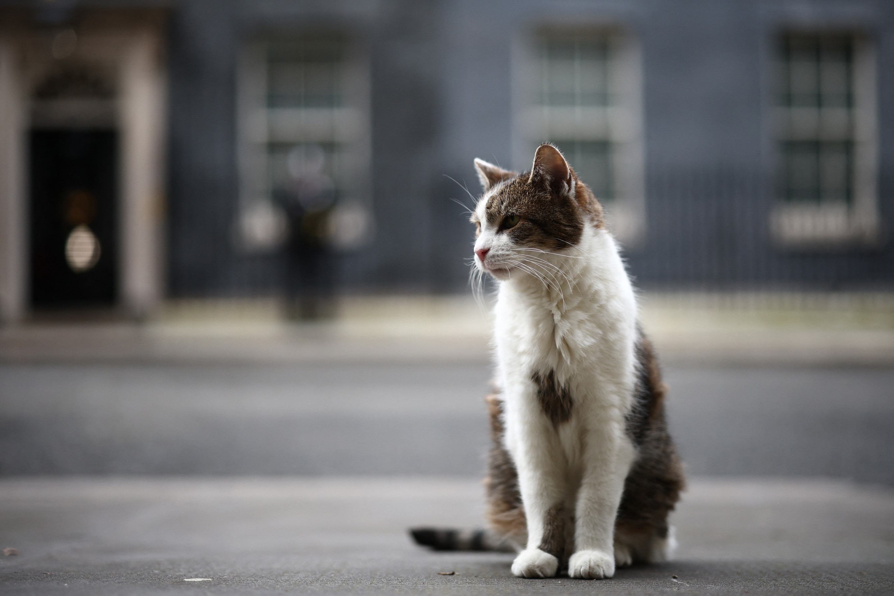 Larry, o gato de Downing Street 