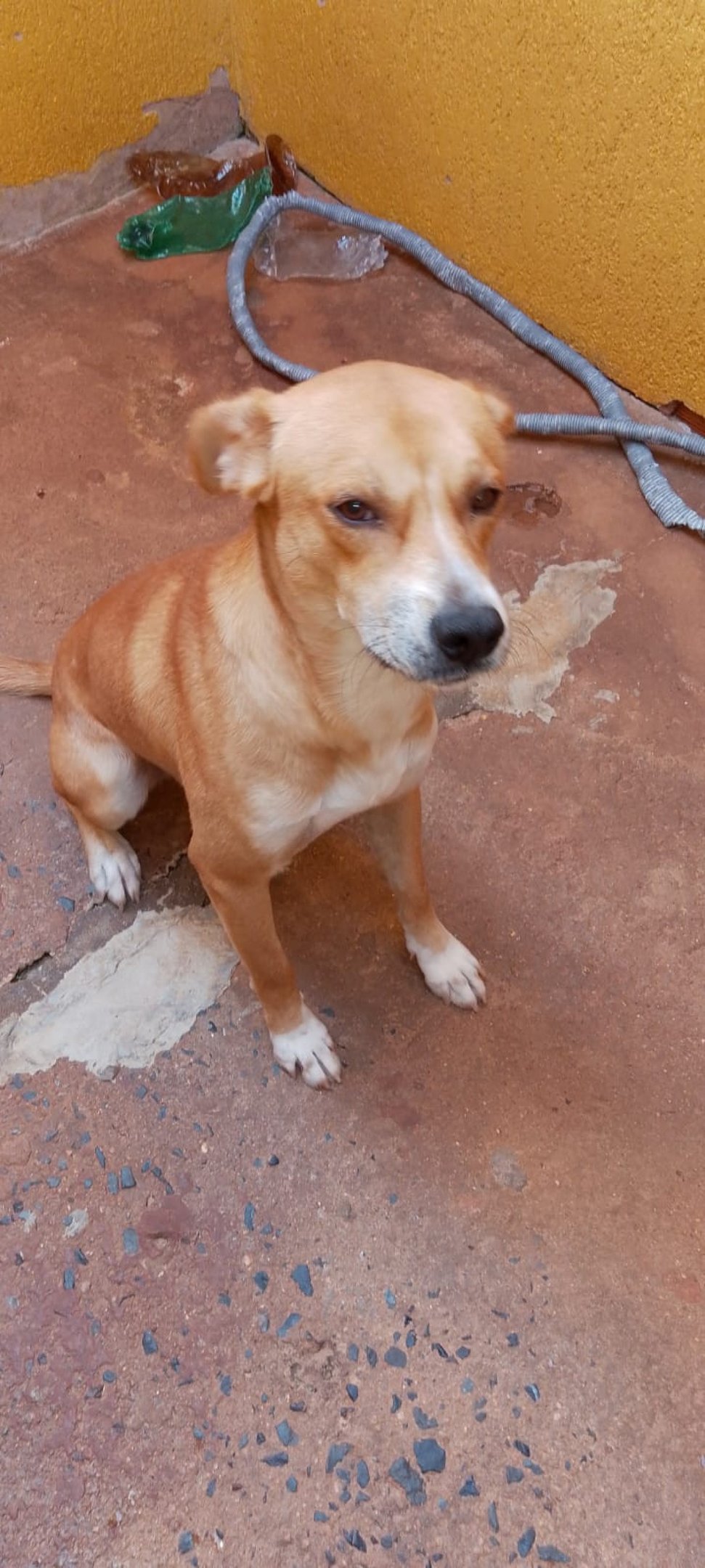 Caramel&atilde;o, o c&atilde;o que esperou pelo tutor falecido em frente ao Hospital de Planaltina. Ele est&aacute; dispon&iacute;vel para adoa&ccedil;&atilde;o