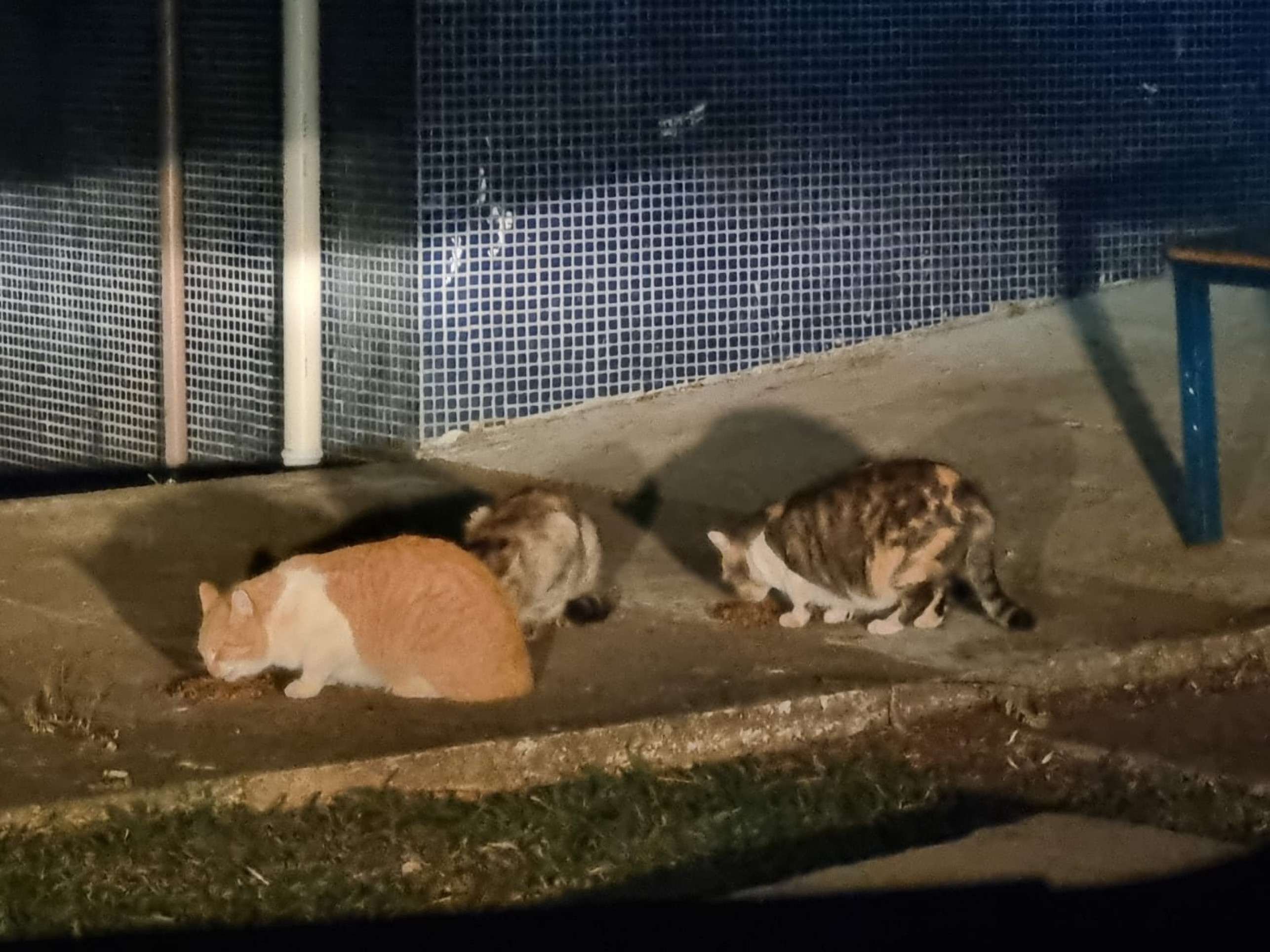 Gatos alimentados pelo projeto da cuidadora Drica Londe