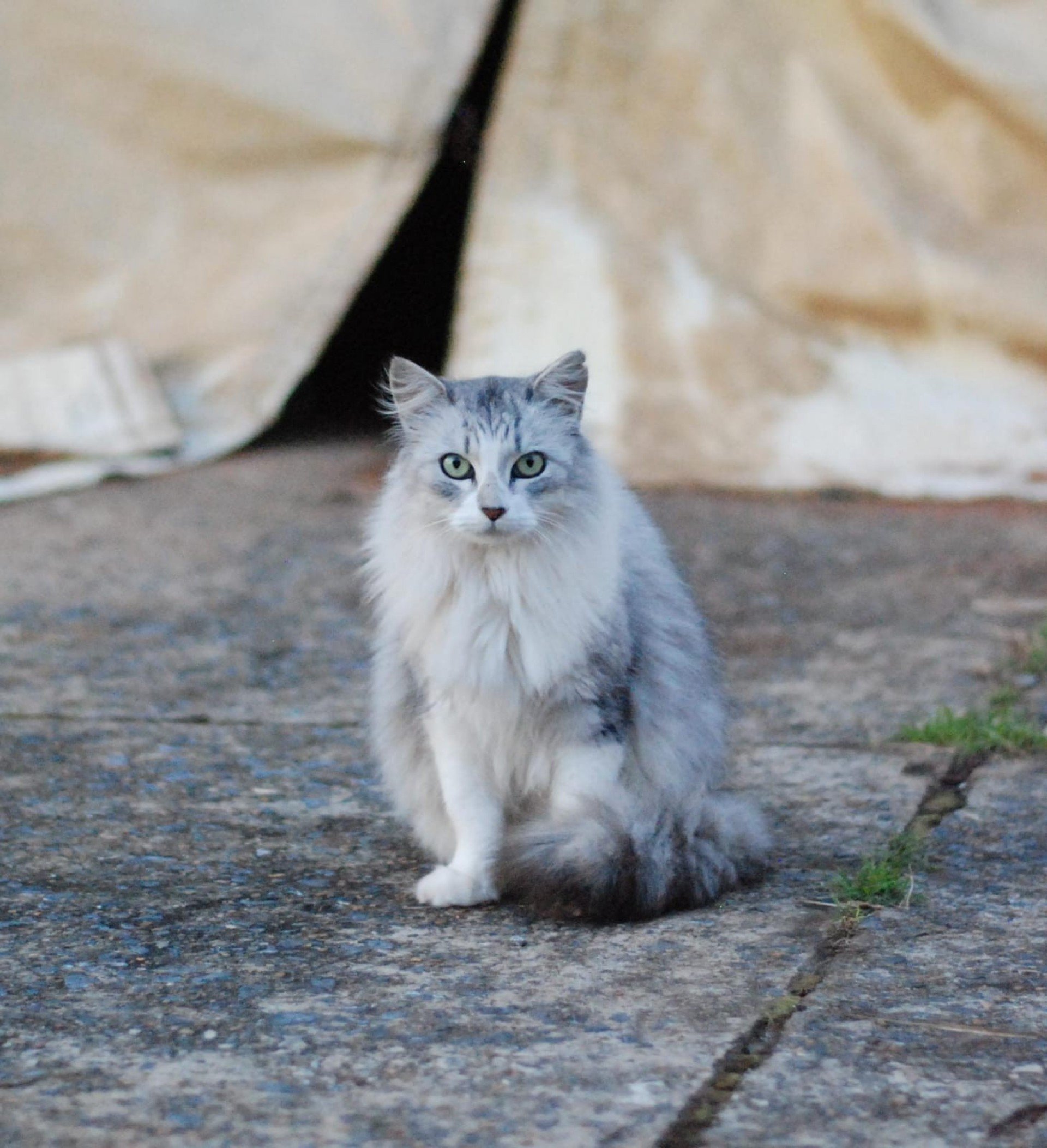 Jujuba foi uma das gatas alimentadas pelo projeto de Drica Londe