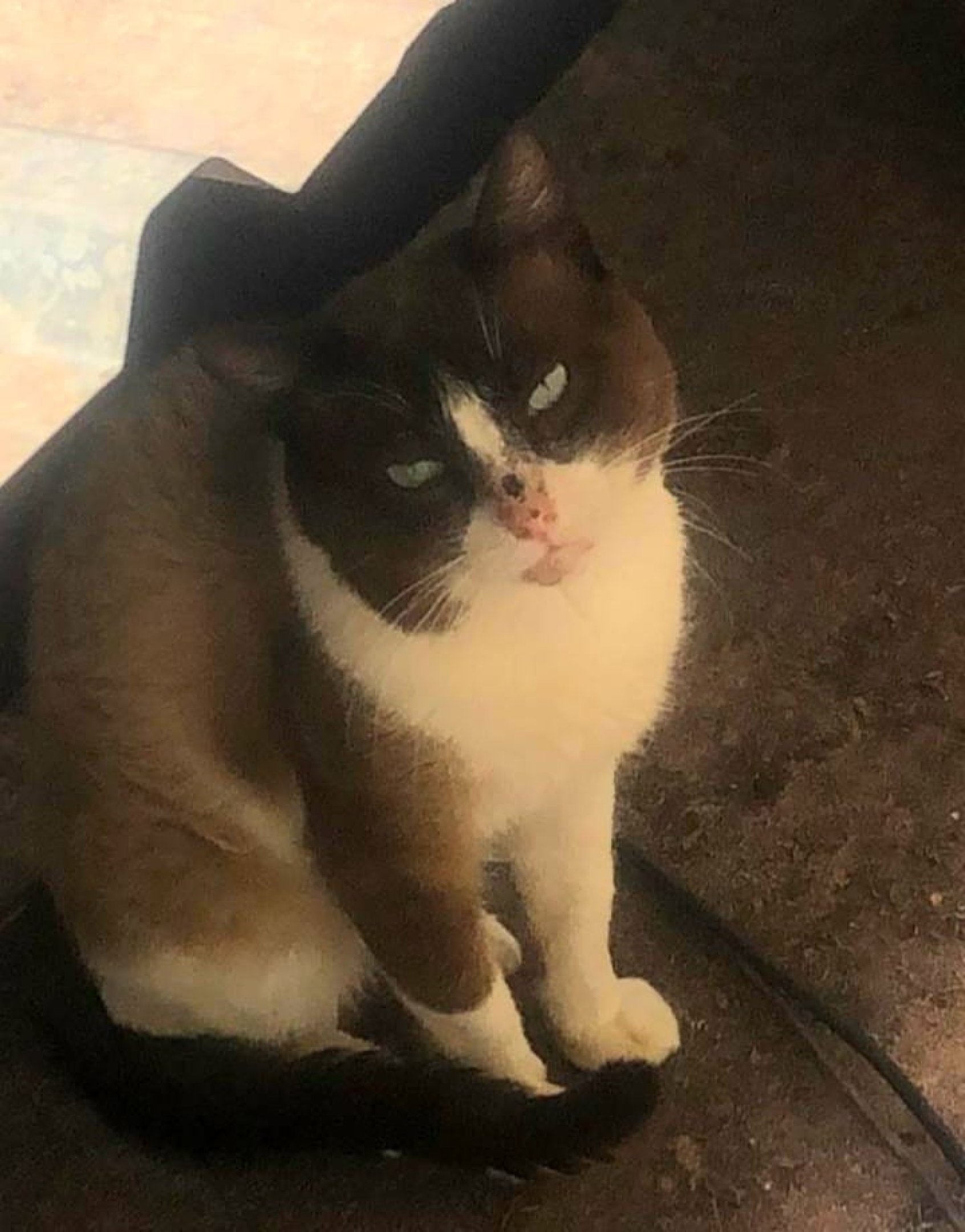 Amanda Martins monitora cerca de 60 c&atilde;es e nove gatos em uma invas&atilde;o em Ceil&acirc;ndia Norte