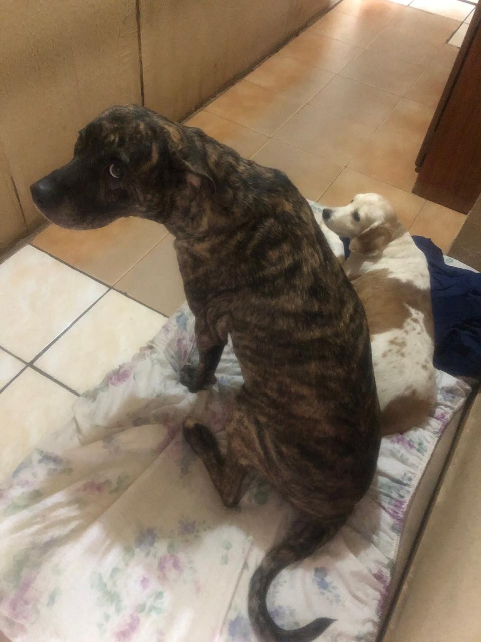 Depois do Pirata, c&atilde;o adotado pela protetora independente de Taguatinga Norte