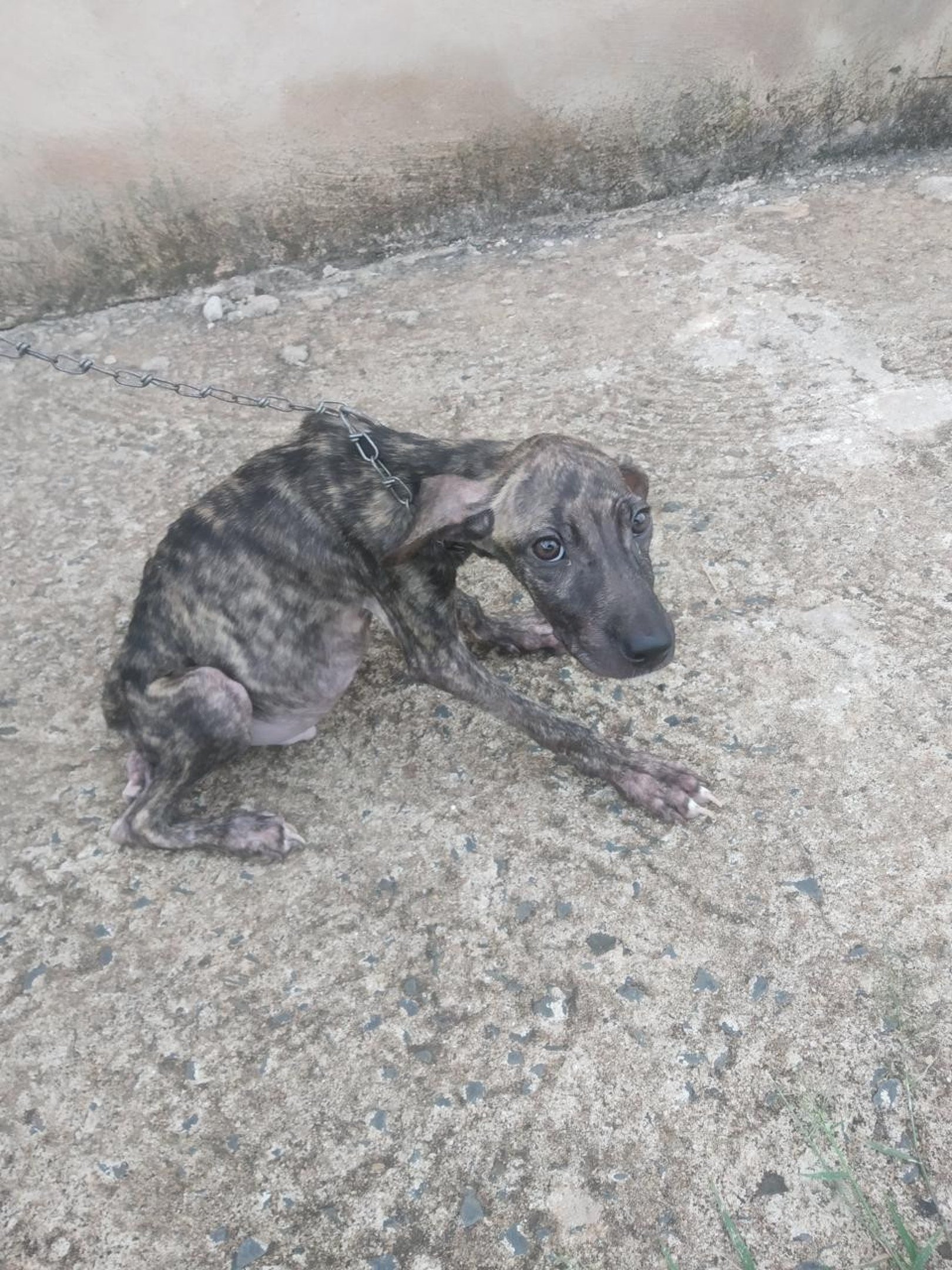 Antes do Pirata, c&atilde;o adotado pela protetora independente de Taguatinga Norte