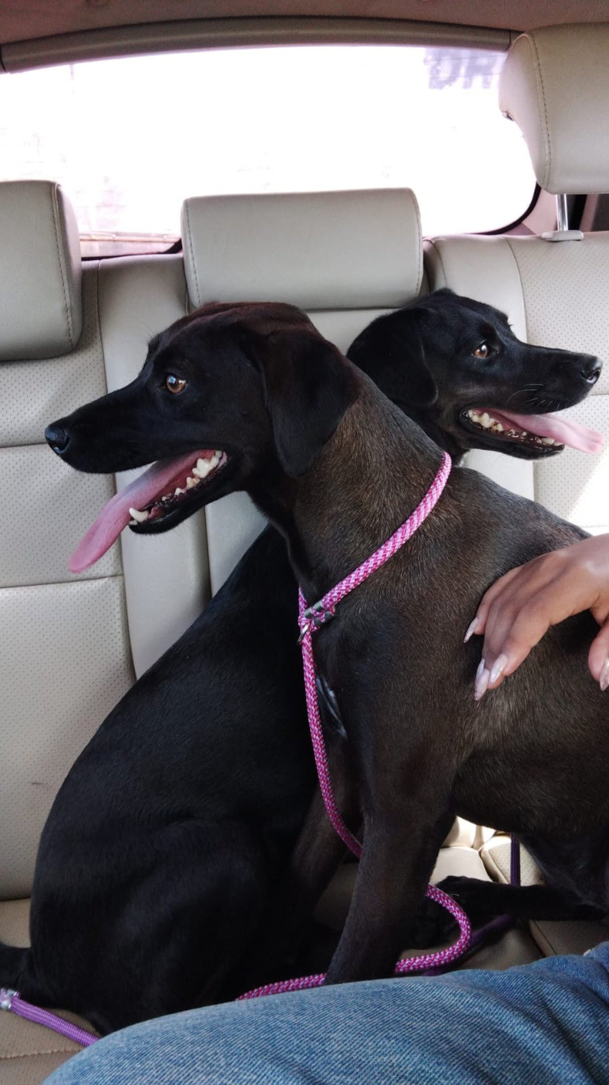 Ruth e Raquel, adotadas por Giselle Castro, do Tampets 