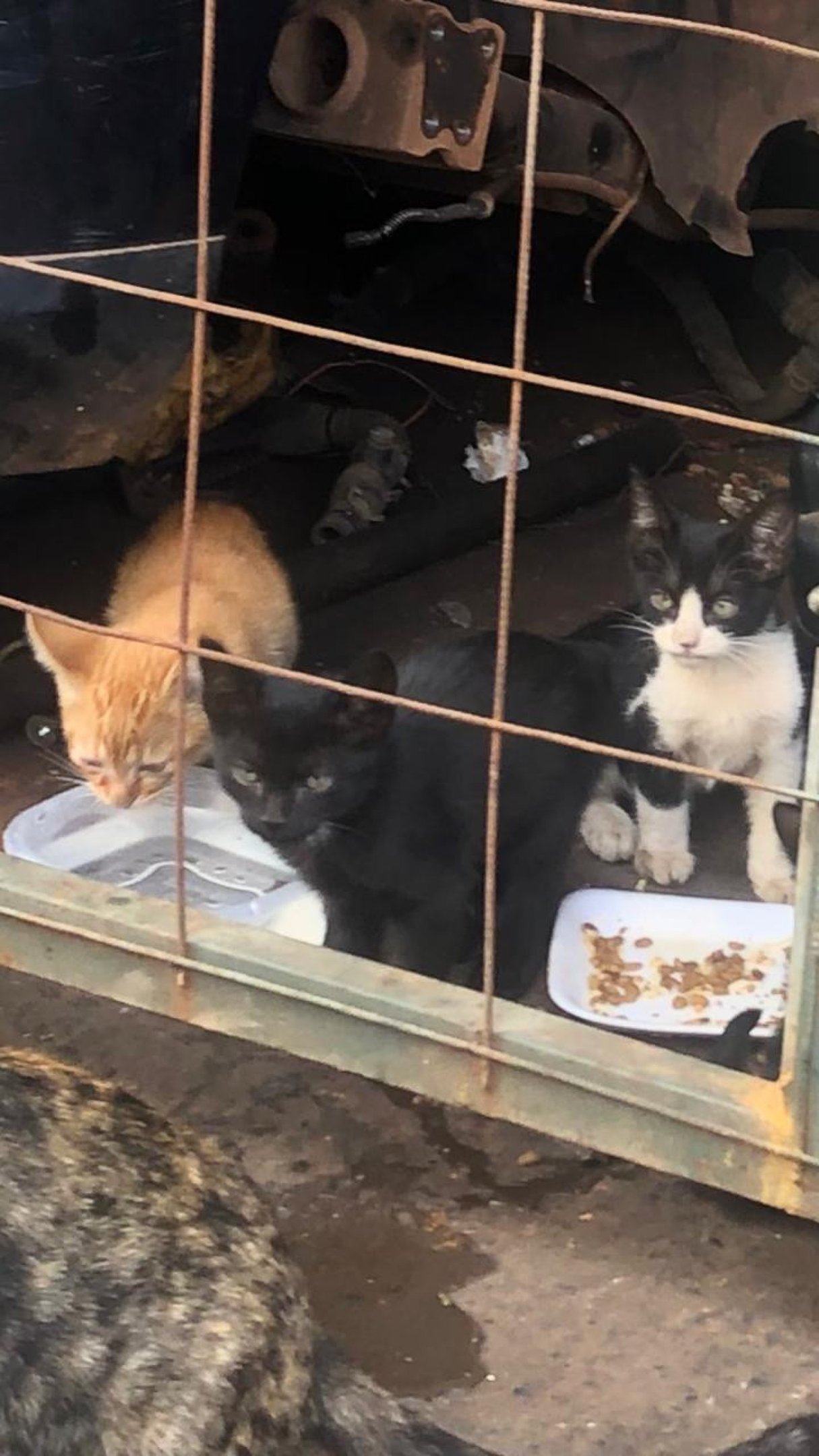 Gatos alimentados pela protetora independente de Taguatinga Norte