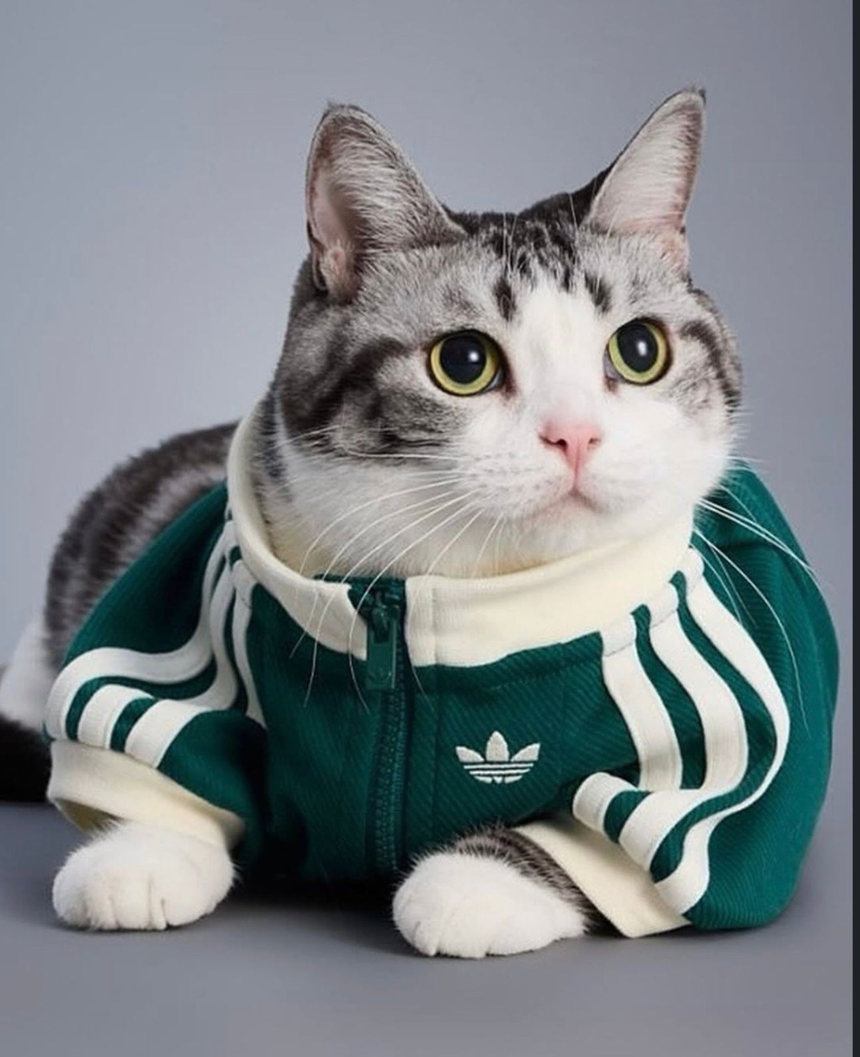 A linha para pets contam com coletes acolchoados, corta-ventos imperme&aacute;veis e conjuntos esportivos 